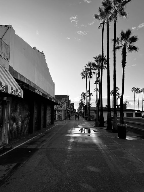 Free Serene black and white view of Venice Beach street with palm trees and reflections. Stock Photo