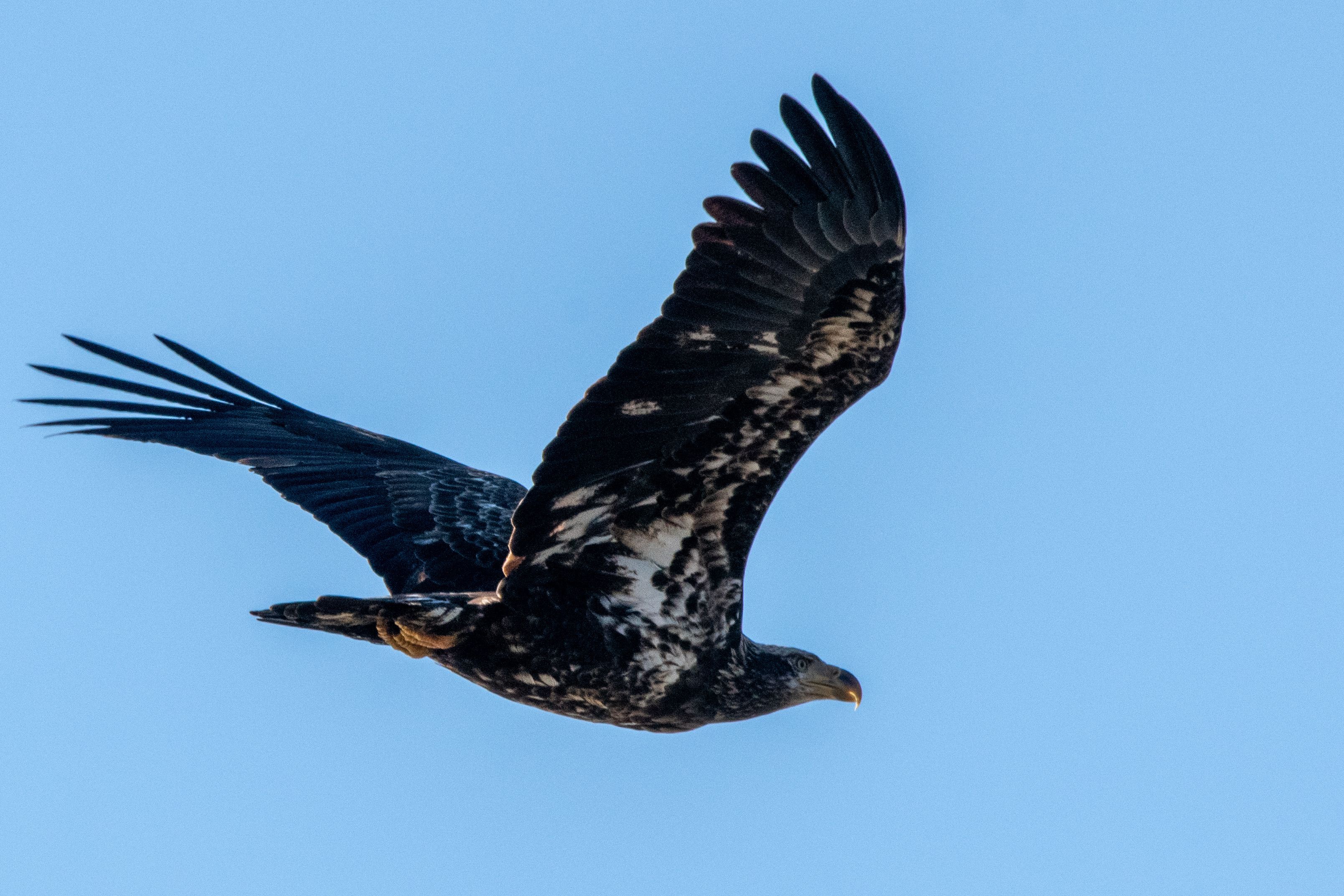 Majestic Bald Eagle Soaring in Clear Blue Sky · Free Stock Photo