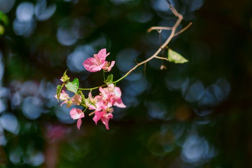 Free Close-up of pink bougainvillea flowers with a beautiful bokeh background. Stock Photo