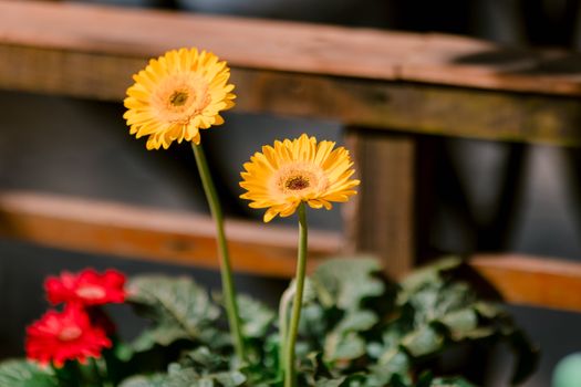 Bright yellow gerbera daisies bloom in sunlight, capturing the essence of spring outdoors.