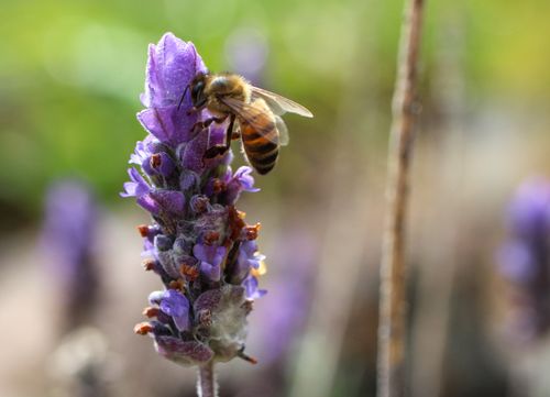 Free Macro shot of a honey bee pollinating a purple lavender bloom, highlighting nature's beauty. Stock Photo