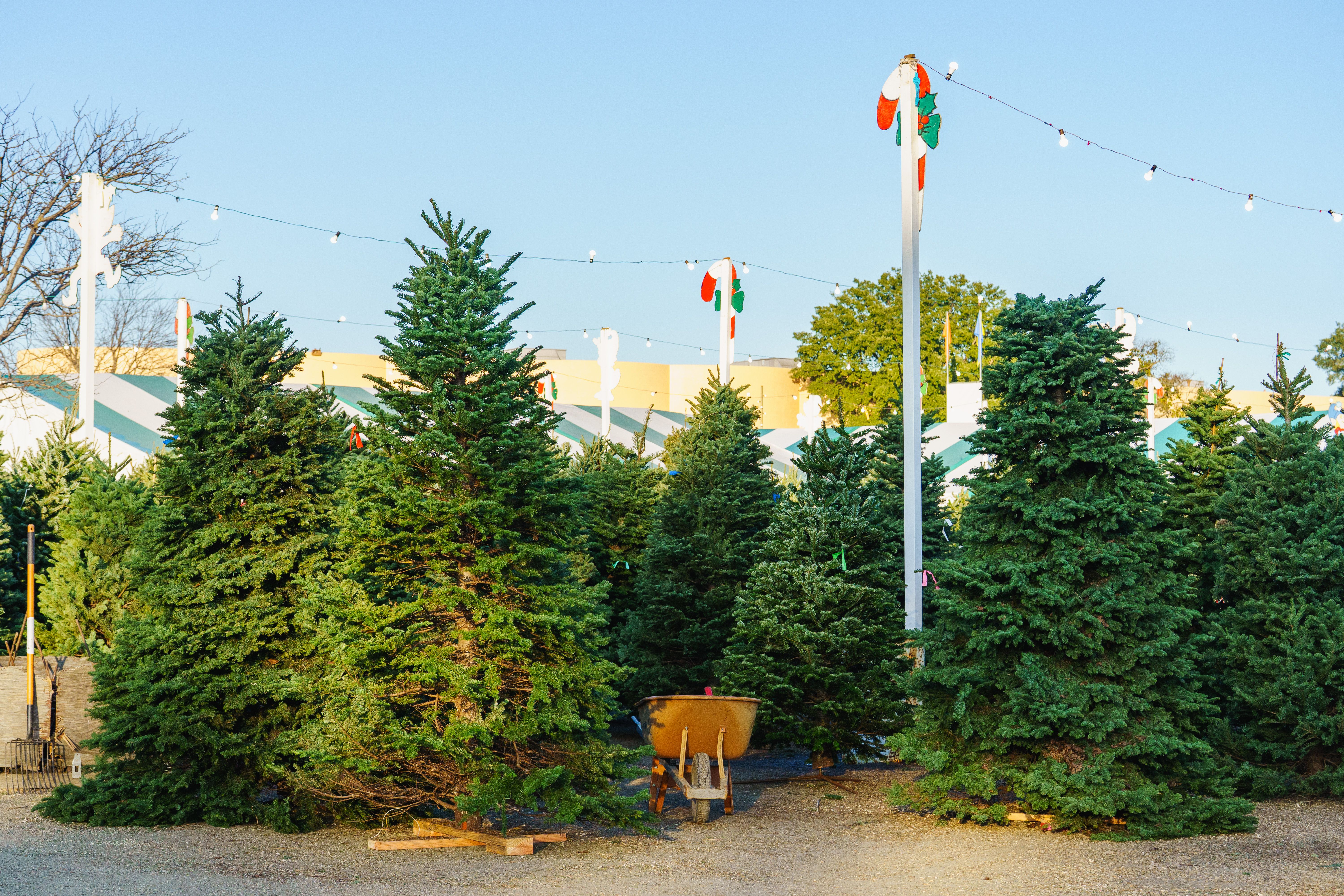 Christmas Tree Lot with Fresh Evergreens for Sale · Free Stock Photo