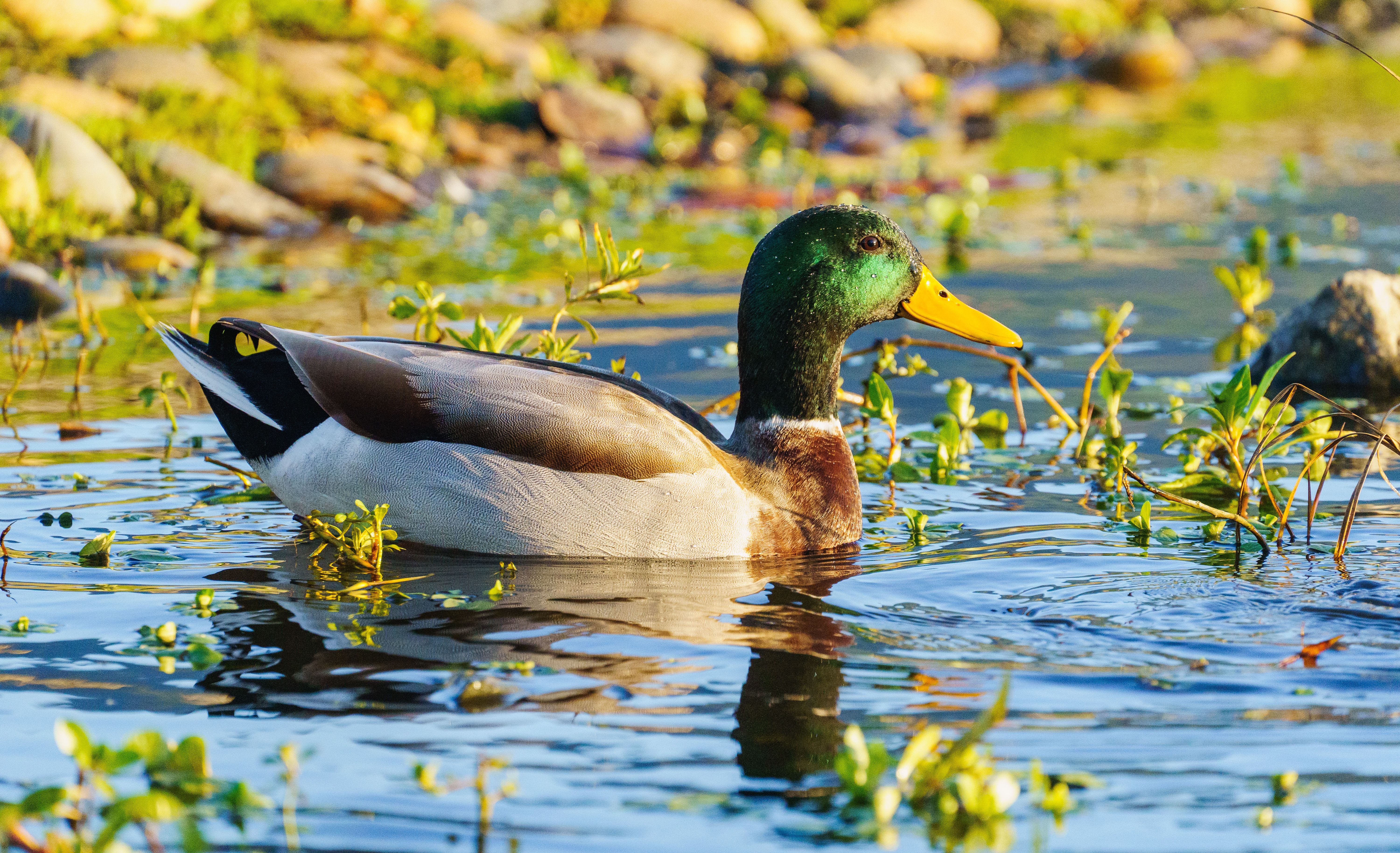 Colorful Mallard Duck in Natural Habitat · Free Stock Photo