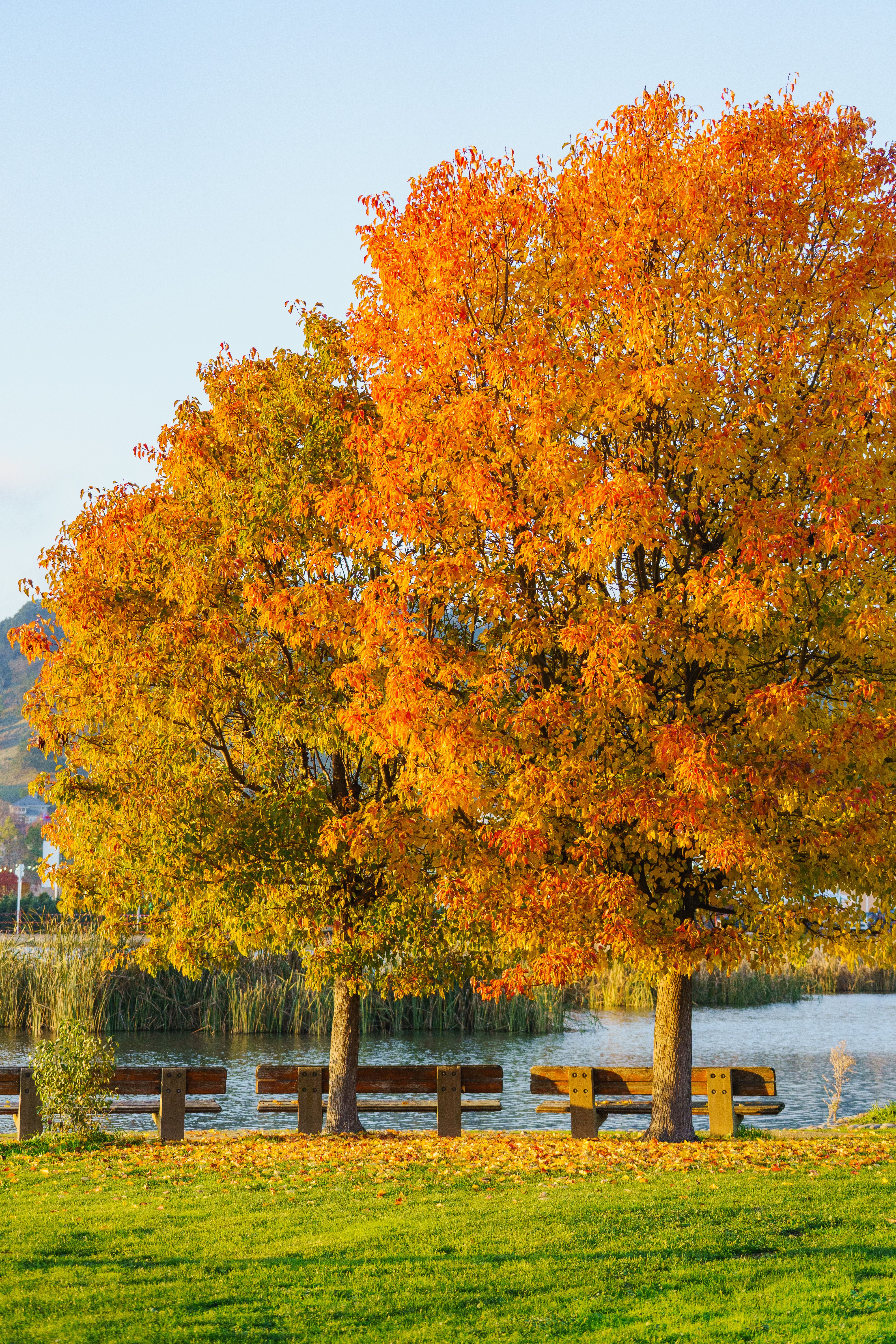 Vibrant Autumn Trees by a Serene Lake · Free Stock Photo