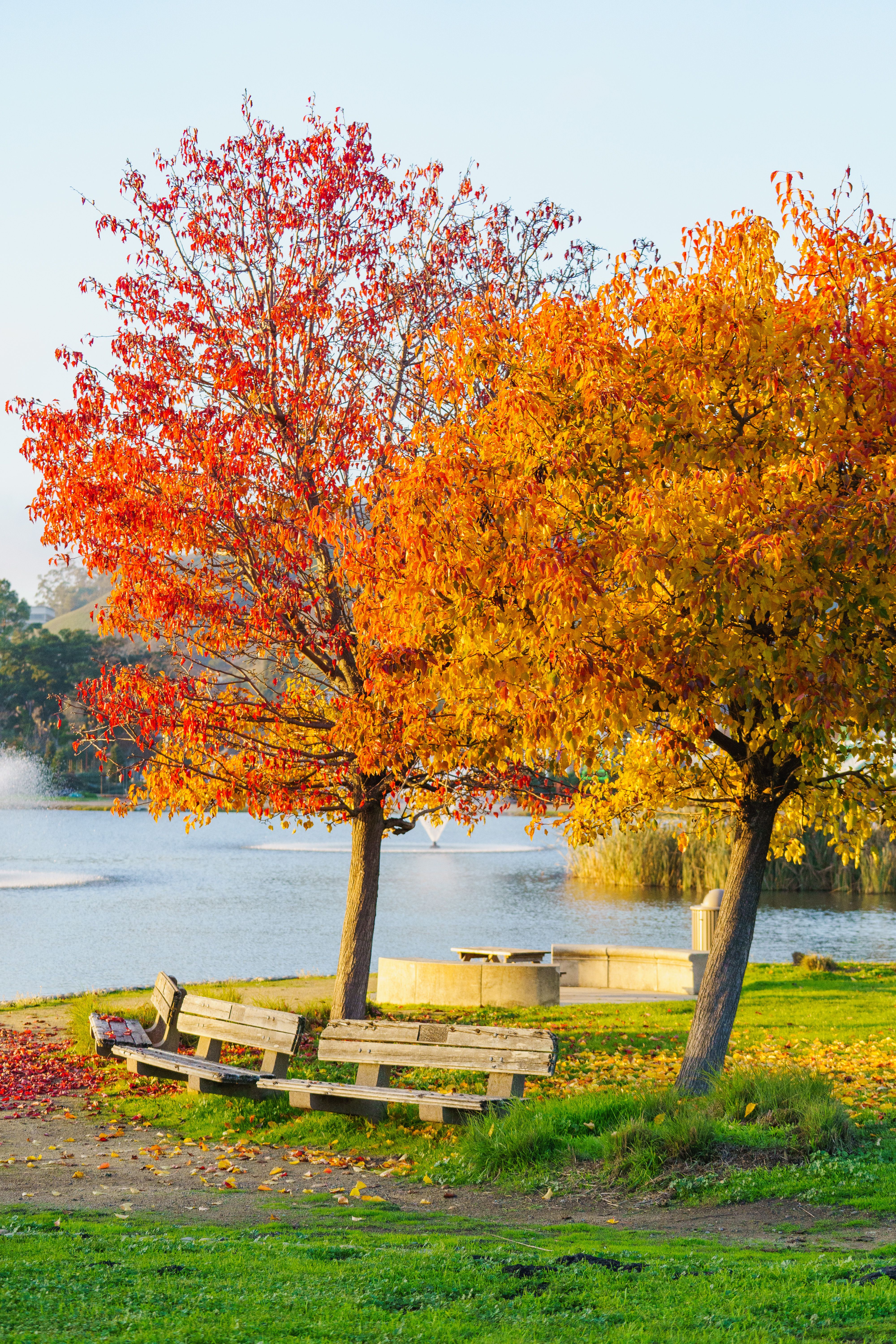 Vibrant Autumn Trees by a Serene Lake · Free Stock Photo