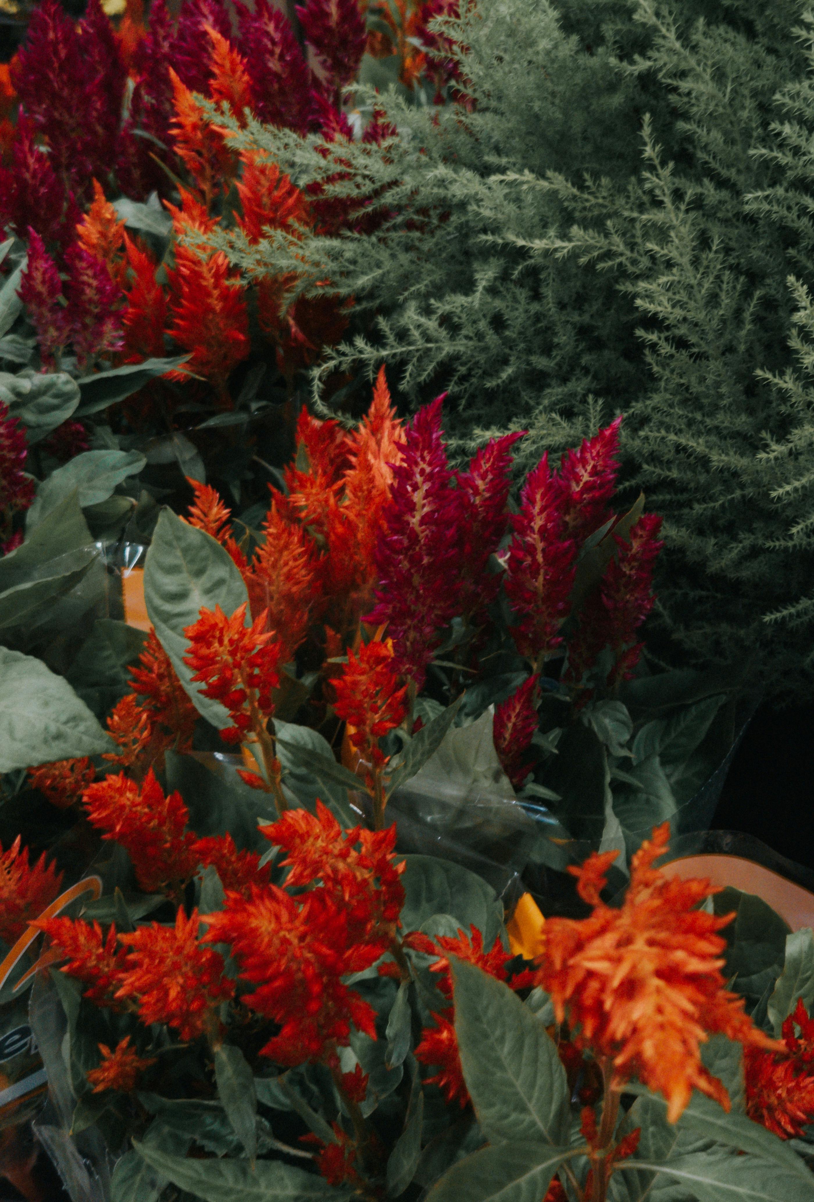 [ColoSach]-a-colorful-display-of-celosia-flowers-with-vibrant-red-and-orange-hues,-perfect-for-garden-decoration.