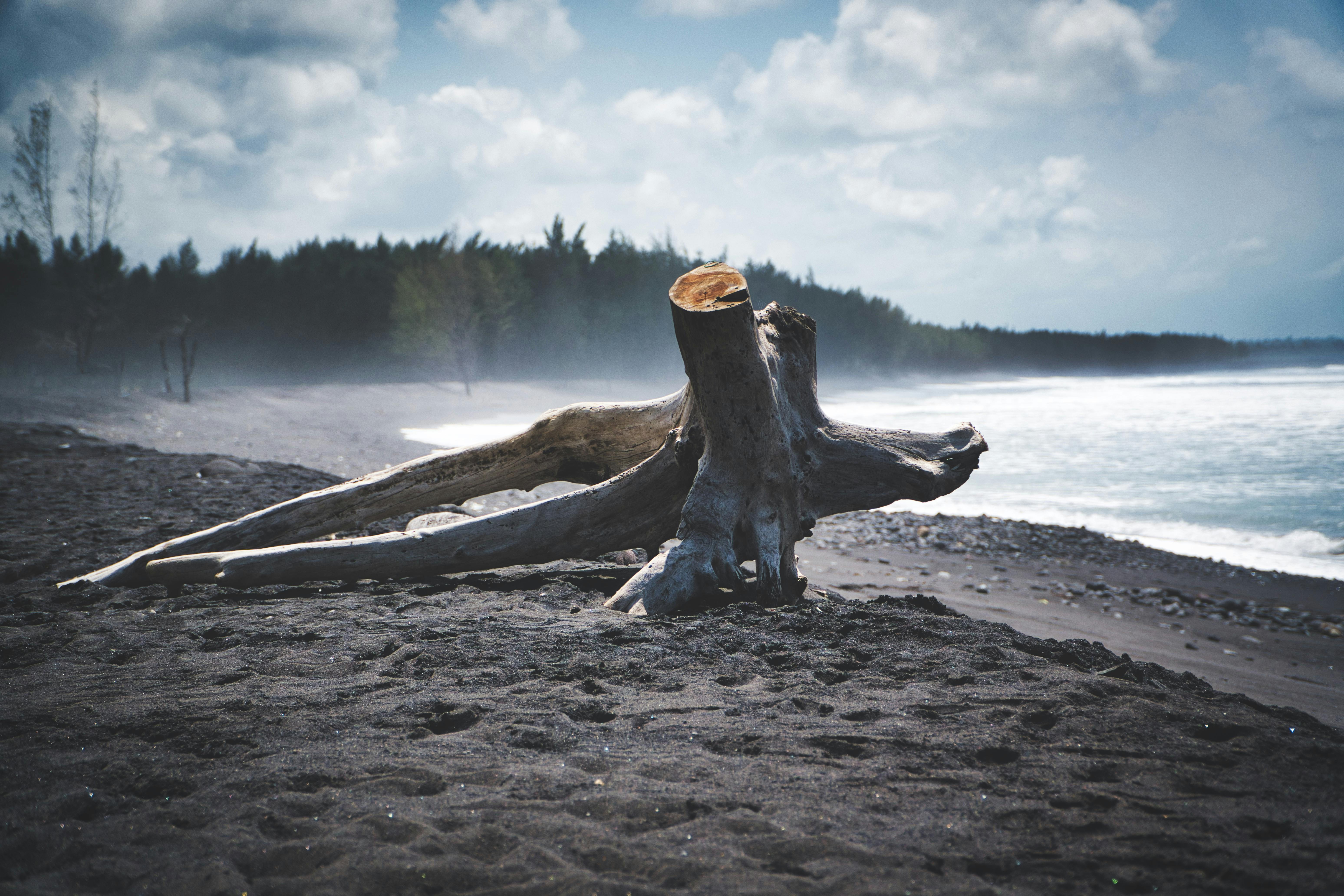 Driftwood on the black sand of Echo Beach in Canggu, Bali