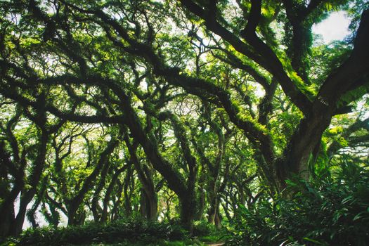 Lush green forest canopy in Bali, showcasing vibrant trees and serene natural beauty.