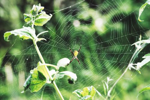 Free Vibrant close-up of a spider on its web among lush green foliage in Bali. Stock Photo