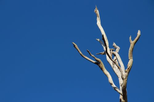 Free A stark, minimalist capture of a dried tree silhouetted against a vibrant blue sky. Stock Photo