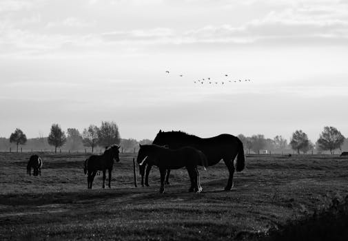 Black and white image of horses grazing in a tranquil field with trees and birds in the background.