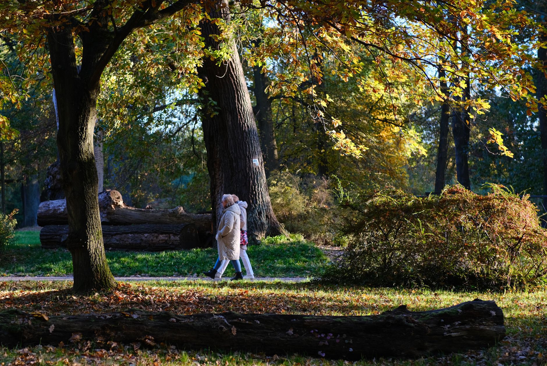 Elderly couple walking in a sunlit autumn park, enjoying the fall foliage.