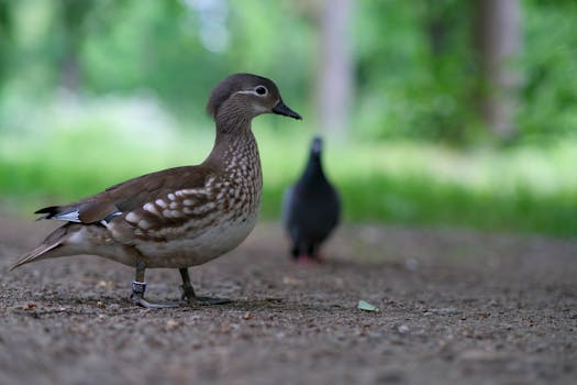 Profile view of a banded Mandarin duck standing on a dirt path with greenery.