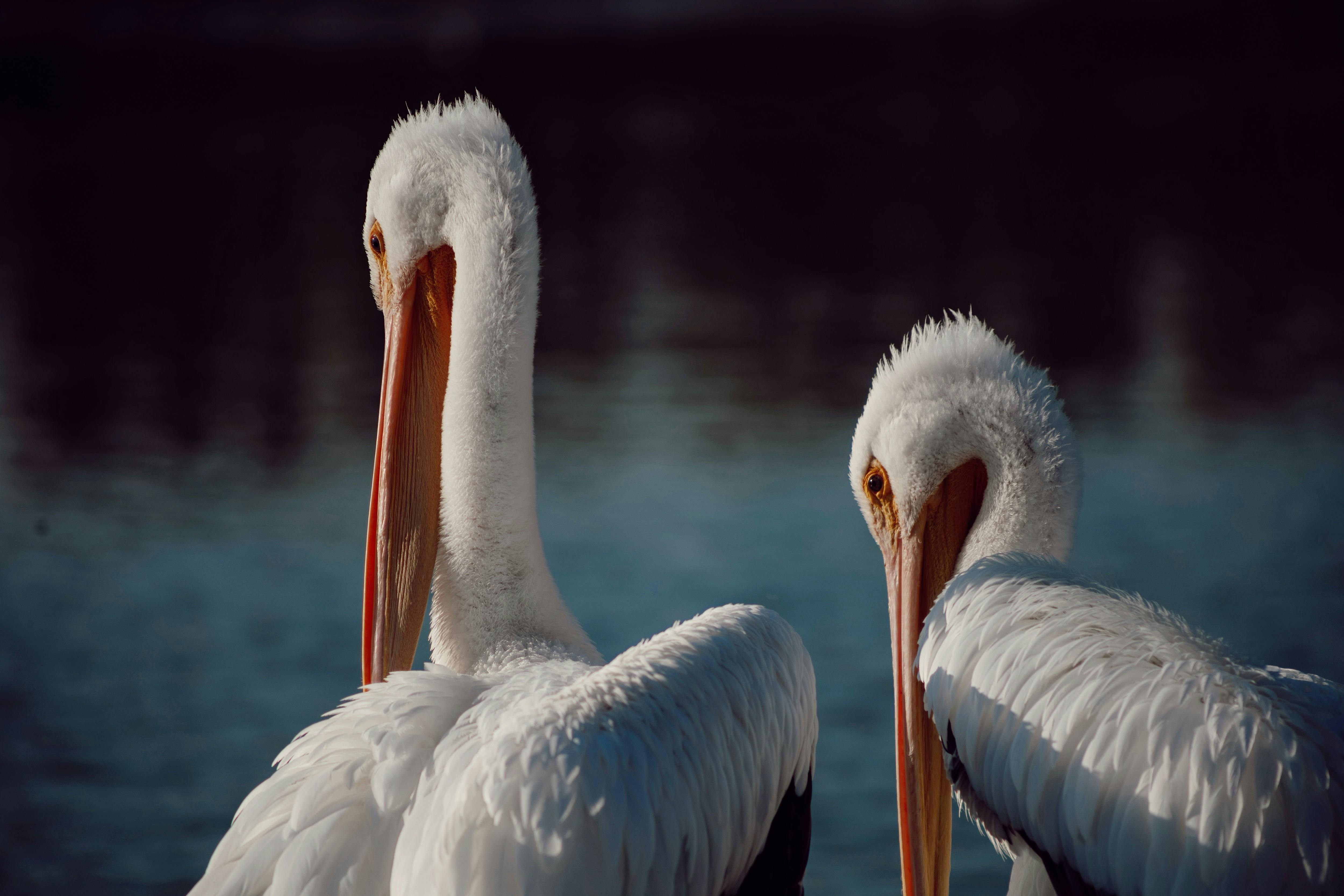 Two white pelicans gracefully pose by the tranquil water in Heroica Matamoros, Mexico.