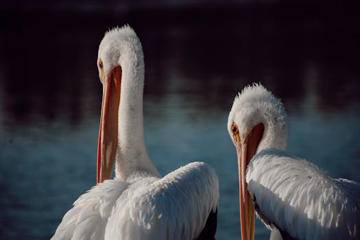 Two white pelicans gracefully pose by the tranquil water in Heroica Matamoros, Mexico.