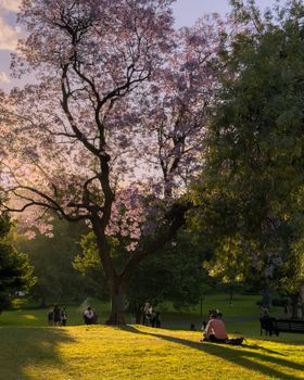 Tranquil park scene with people relaxing under blooming trees at sunset.