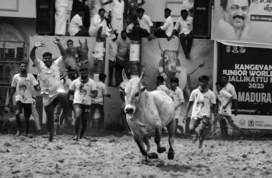 Jallikattu