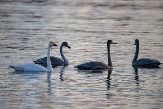 Free stock photo of animal, aqua, nature