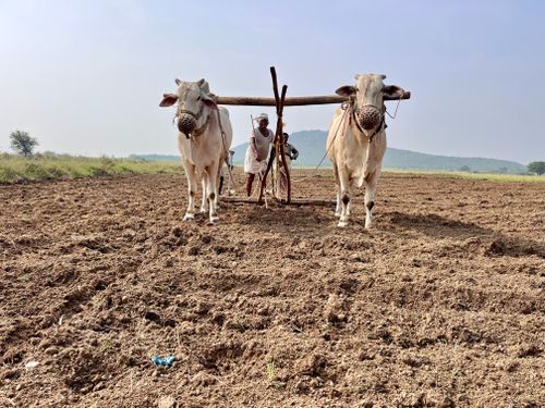 Free A farmer uses oxen to plow a field under a clear sky in a rural area. Stock Photo