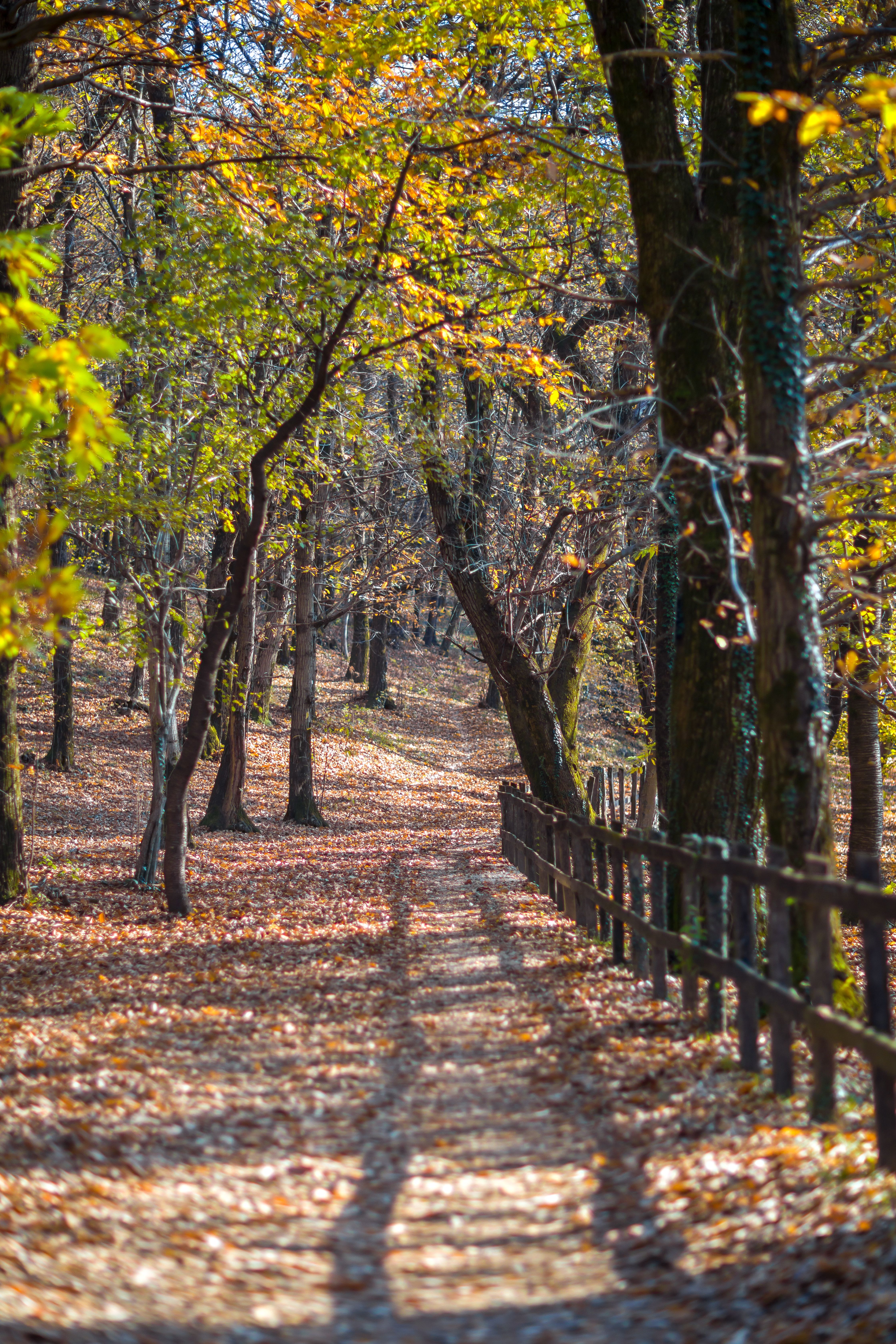 Tranquil Autumn Forest Path with Fence · Free Stock Photo