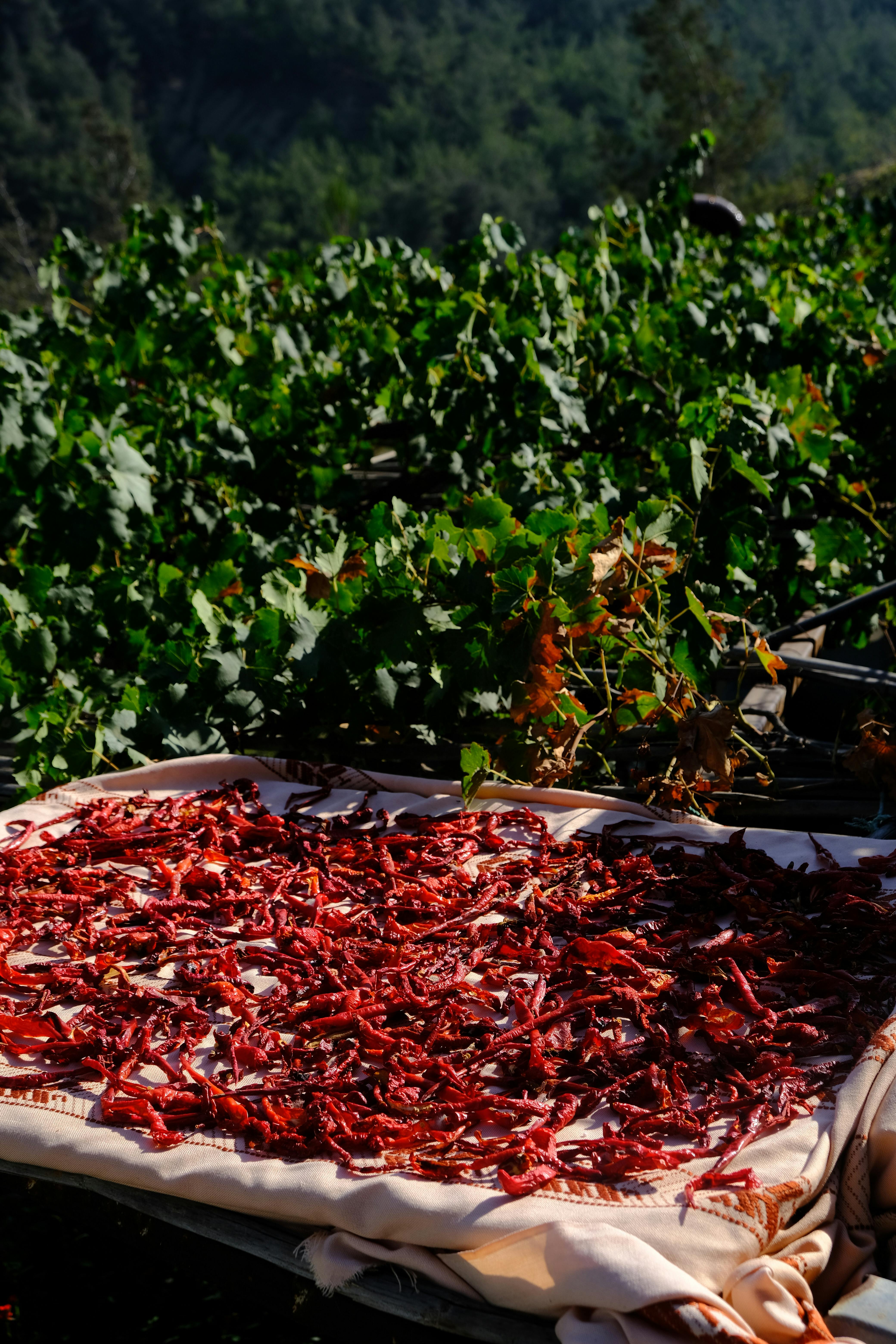Fresh red chili peppers drying in sun on a vineyard landscape.