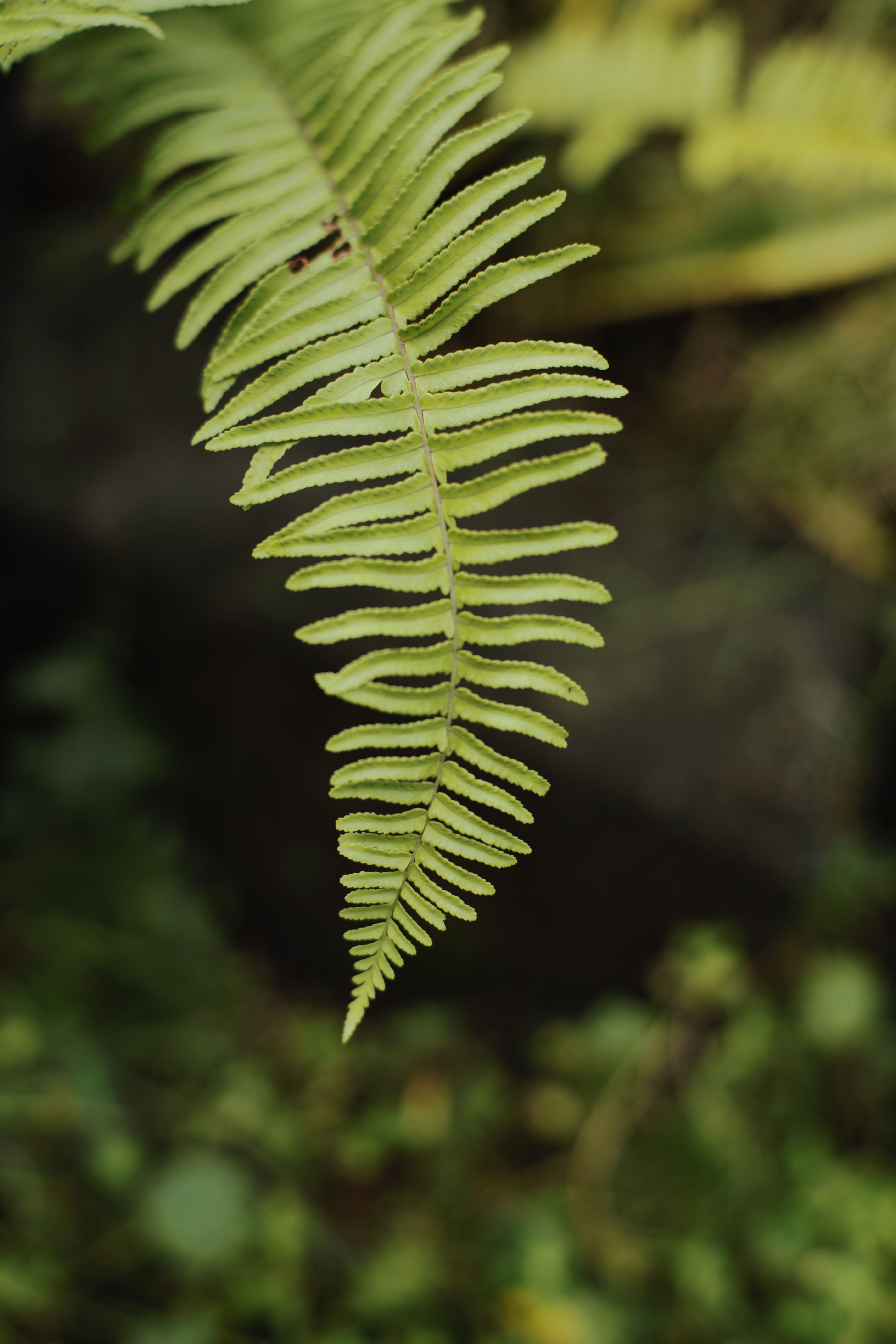 Close-up of Green Fern Frond in Natural Setting · Free Stock Photo