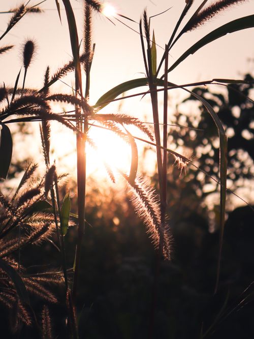 Free The sun sets behind wild grasses, casting a warm glow and creating a serene natural scene. Stock Photo