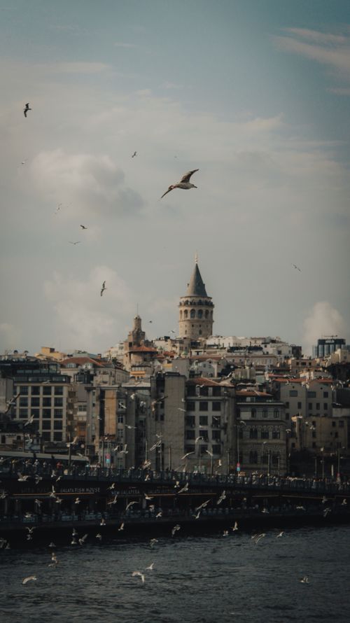 Free Beautiful view of Galata Tower surrounded by seagulls over Istanbul's scenic skyline. Captivating urban shot. Stock Photo