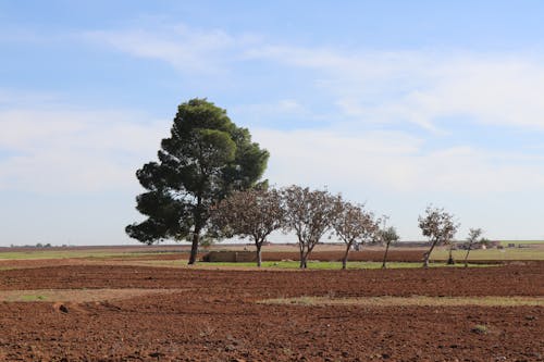 Imagine de stoc gratuită din copacii din câmpul de grâu