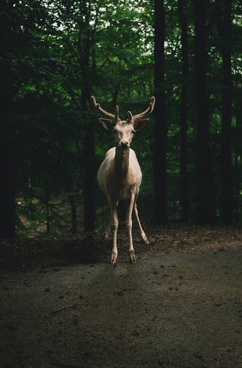 Brown Deer Near Trees