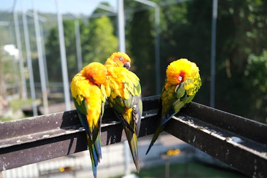 Three vibrant Sun Conures (Aratinga solstitialis) rest peacefully on a metal fence outdoors.