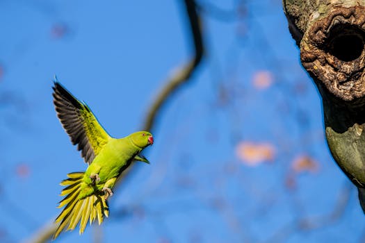 A vivid green ring-necked parakeet in mid-flight towards a tree hollow against a bright blue sky.