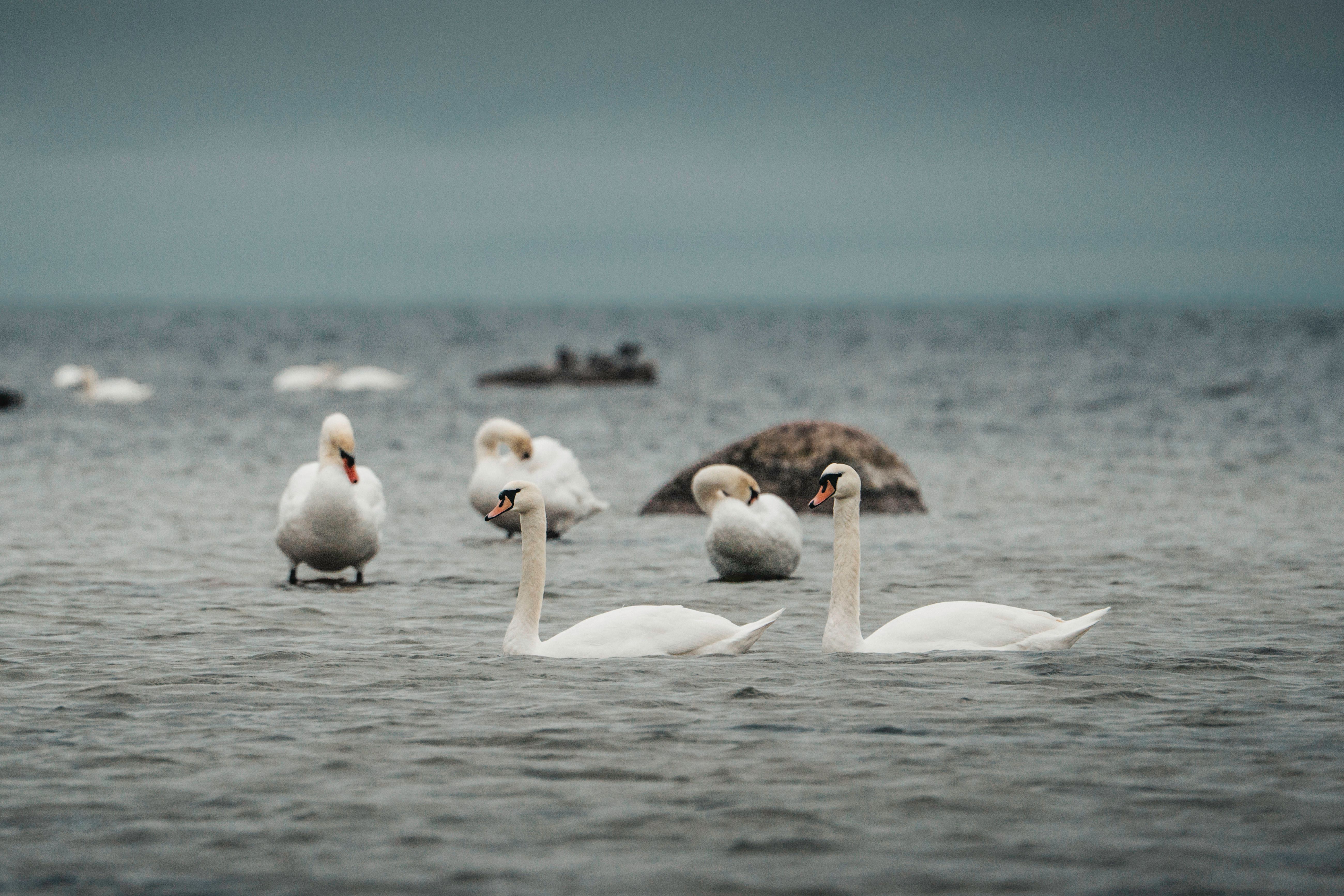 Birdwatch at Käina bay