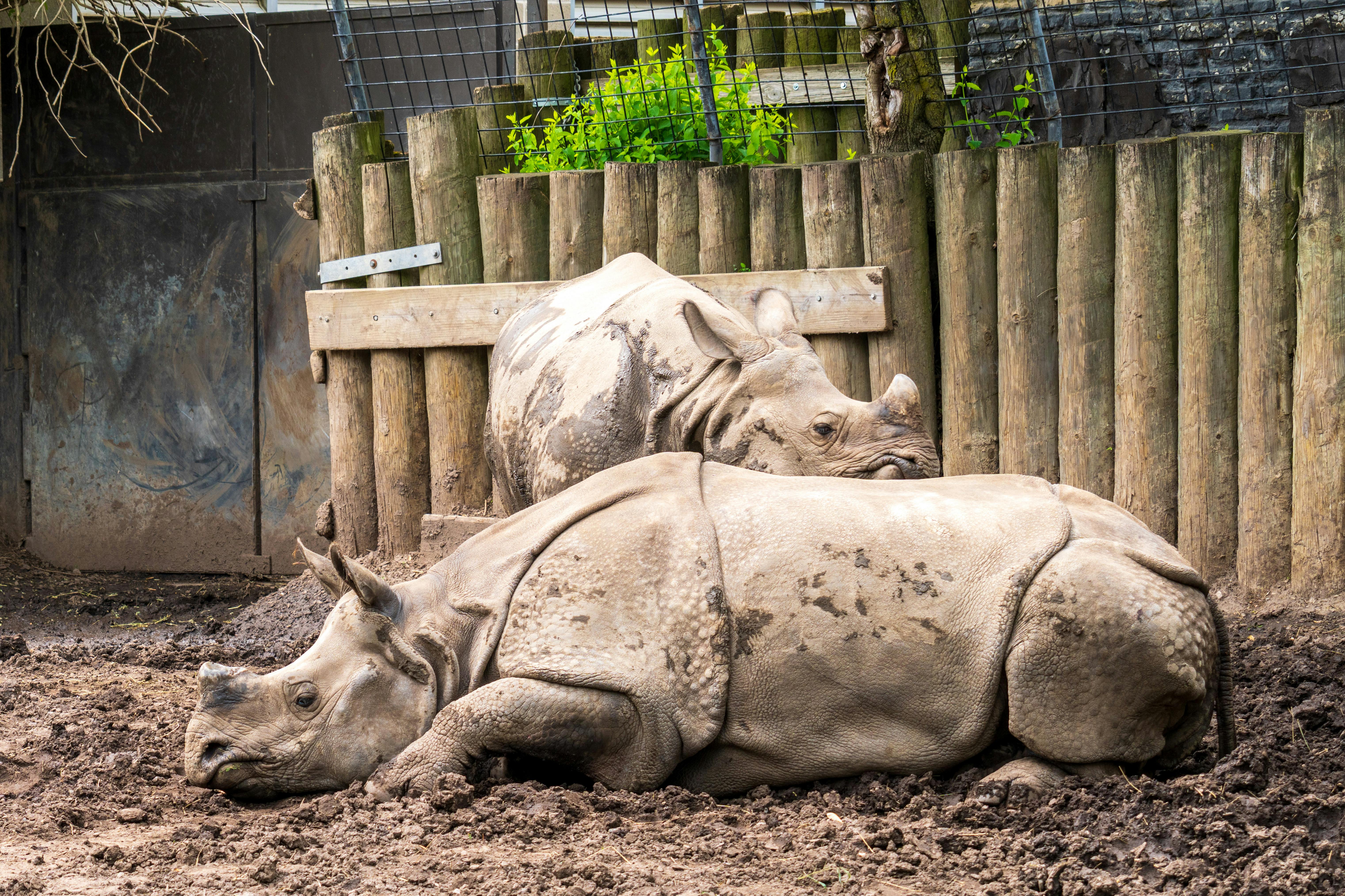 grátis Dois rinocerontes-indianos descansando em seu habitat externo no zoológico, exibindo sua pele espessa e semelhante a uma carapaça. Foto profissional