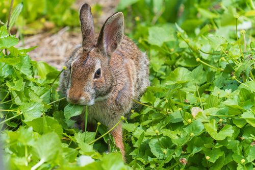 Free A cute eastern cottontail rabbit with brown fur is exploring and feeding in a green garden in Buffalo, NY. Stock Photo