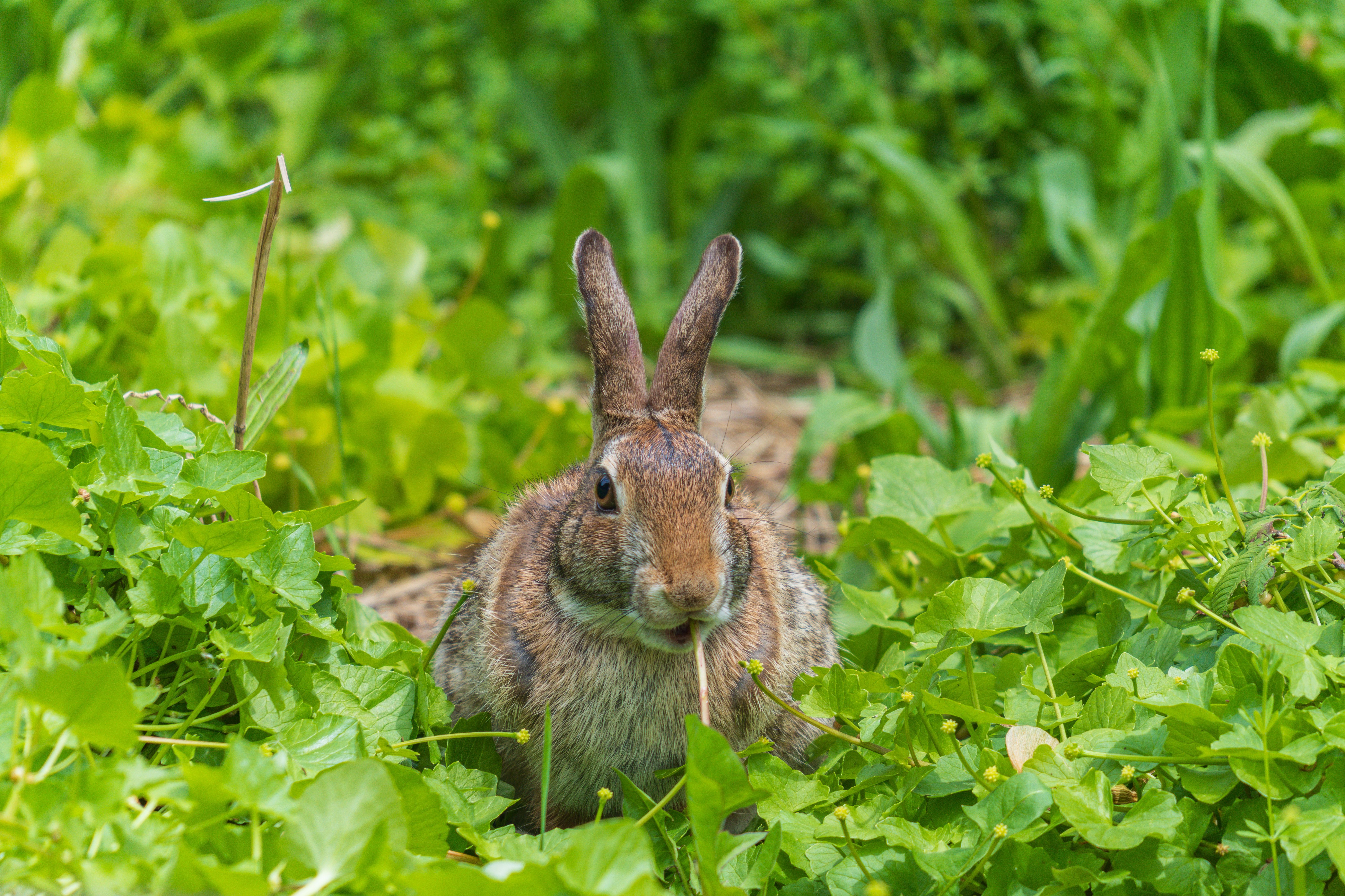Lapin : Top 15 Recettes Savoureuses 2026