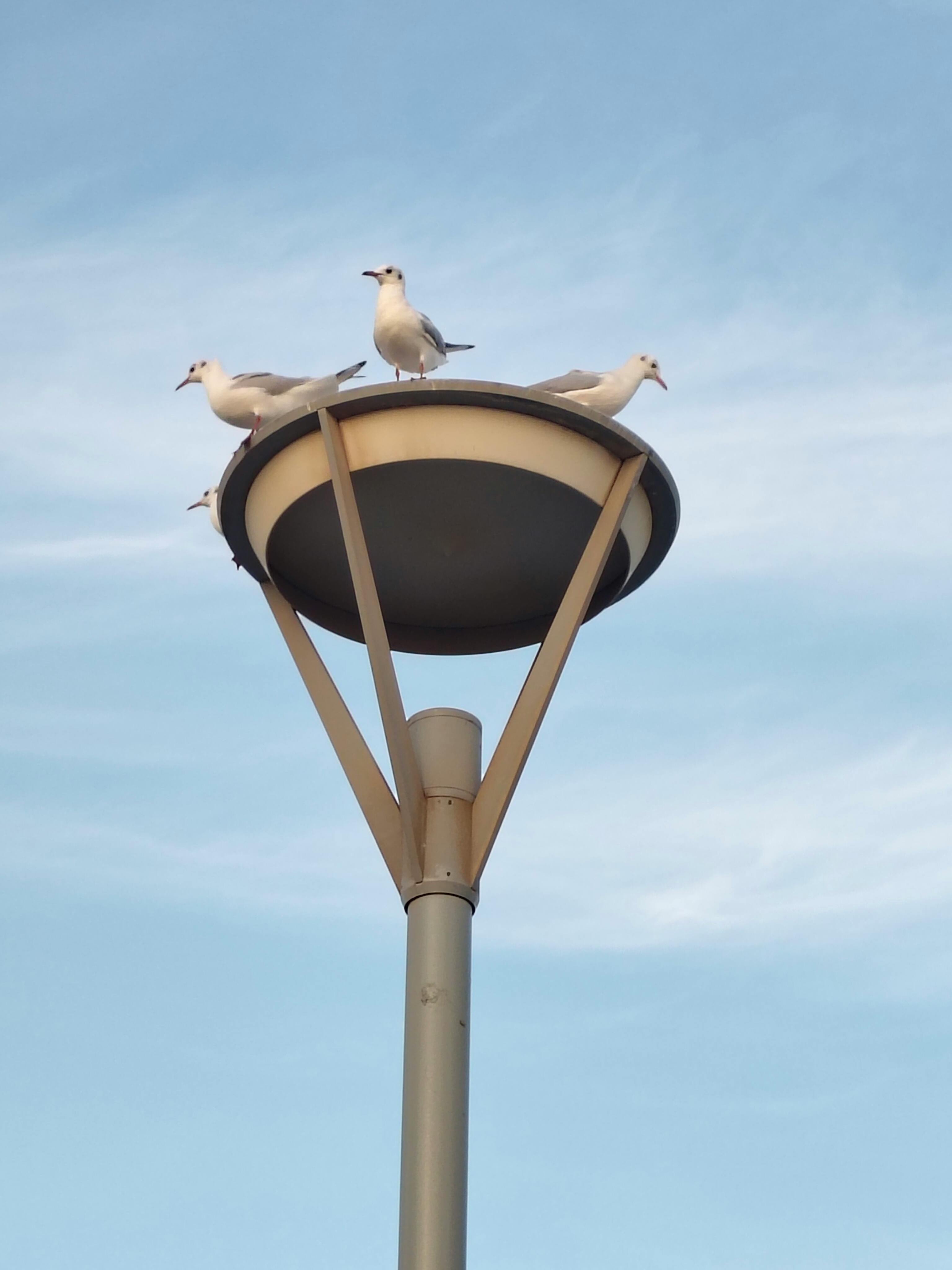 A group of seagulls rest on a streetlight pole with a bright blue sky background.