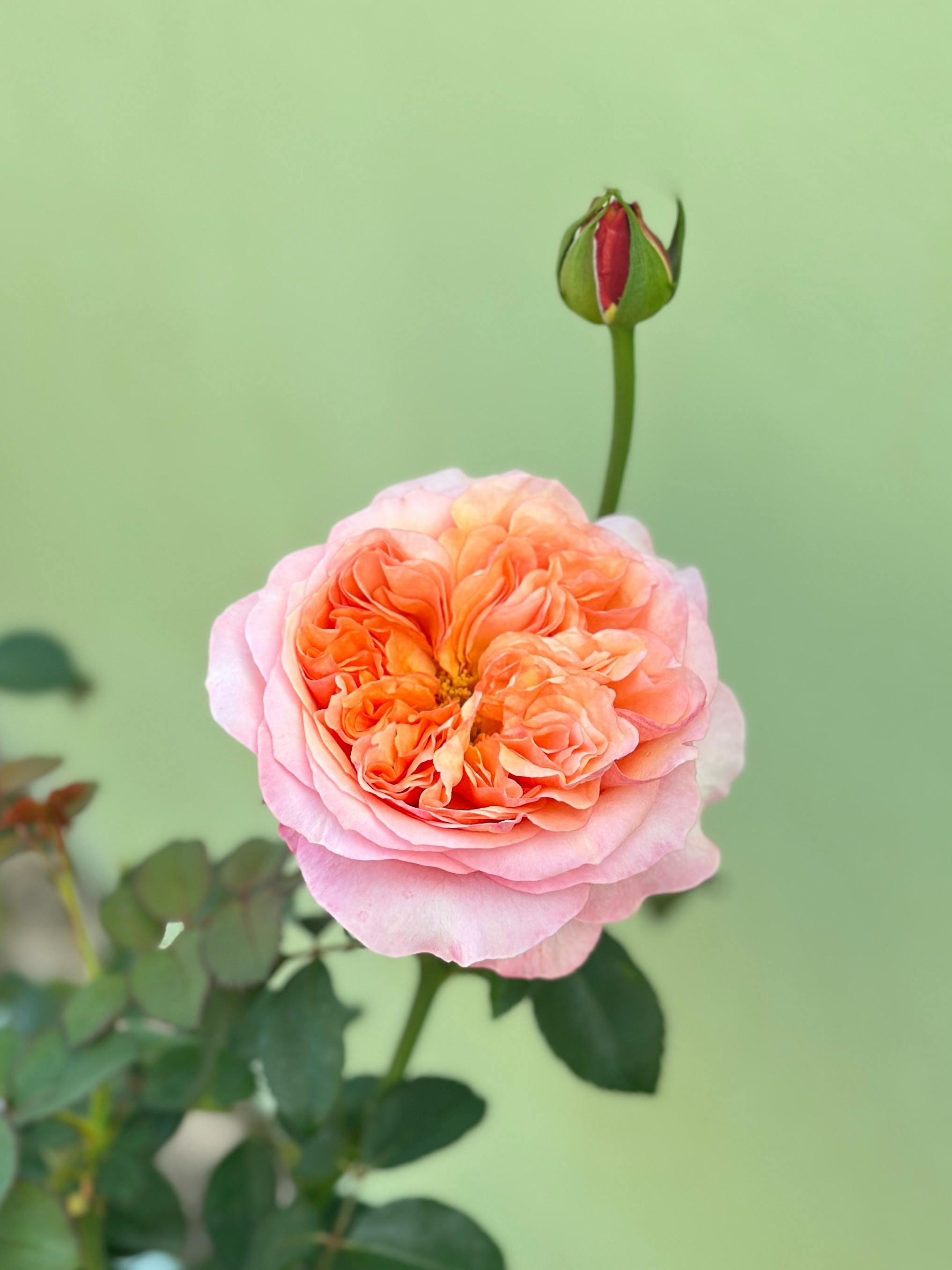 Close-up of a pink rose in full bloom with a budding rose, set against a soft green background.