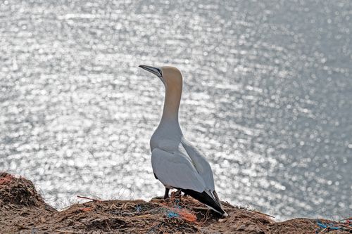 Free A Northern Gannet perched on a cliff overlooking the shimmering ocean, showcasing its natural habitat. Stock Photo