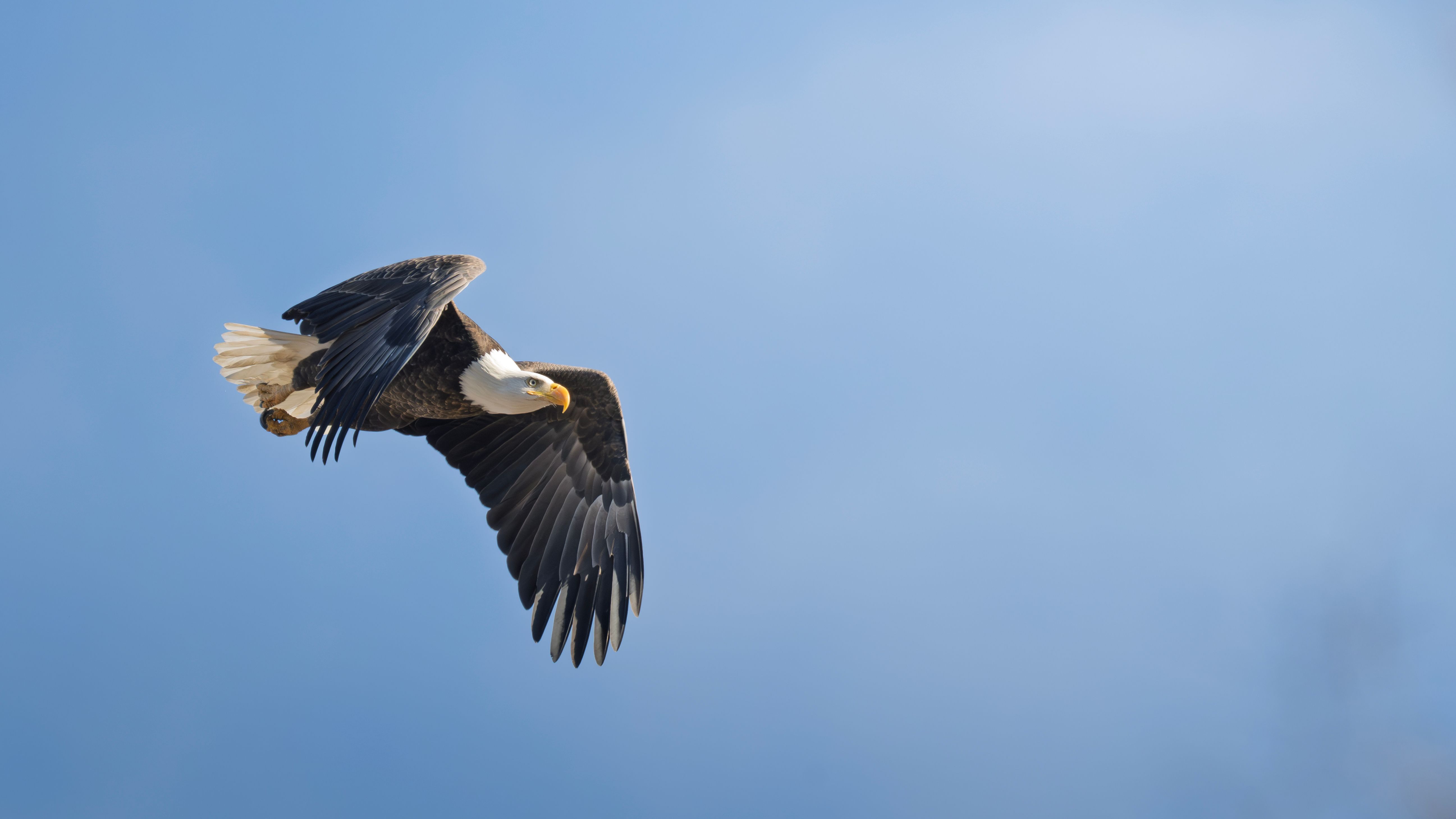 Majestic Bald Eagle Soaring in Clear Blue Sky · Free Stock Photo