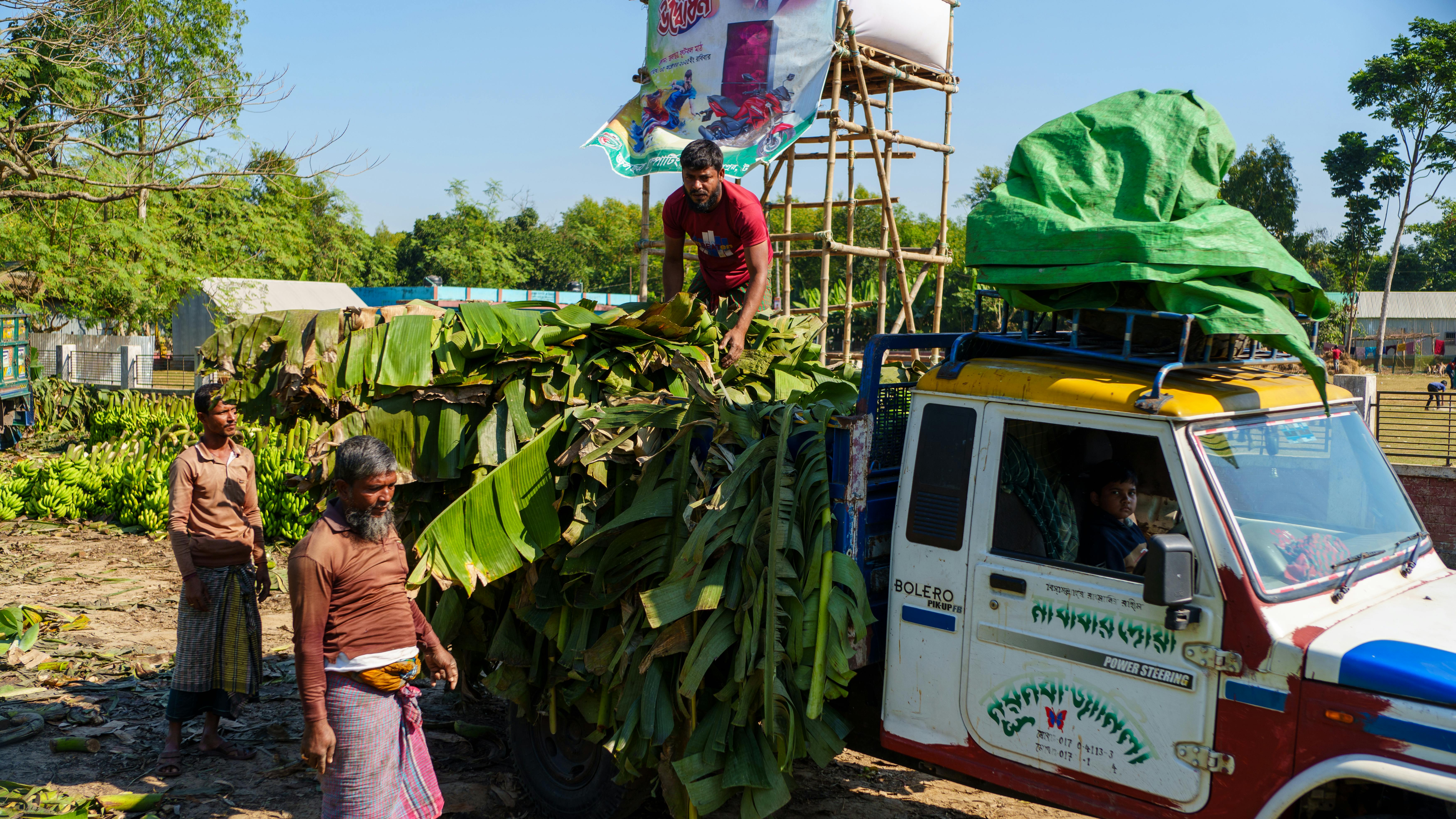 Farmers turn banana stems waste into wealth