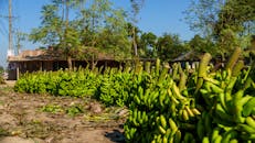 Green Bananas in Rural Bangladeshi Village