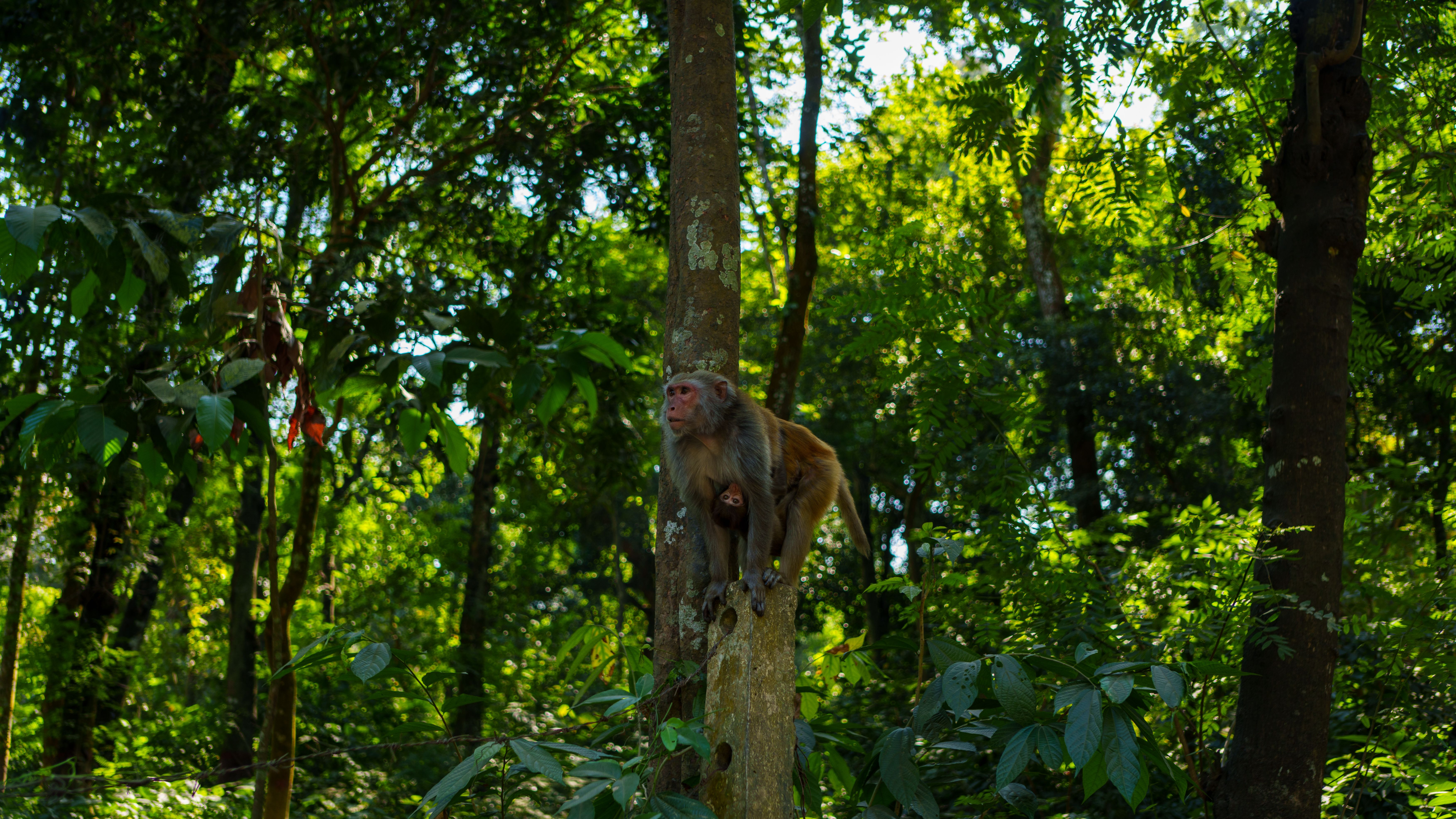 Rhesus Macaque in Green Forest of Bangladesh · Free Stock Photo