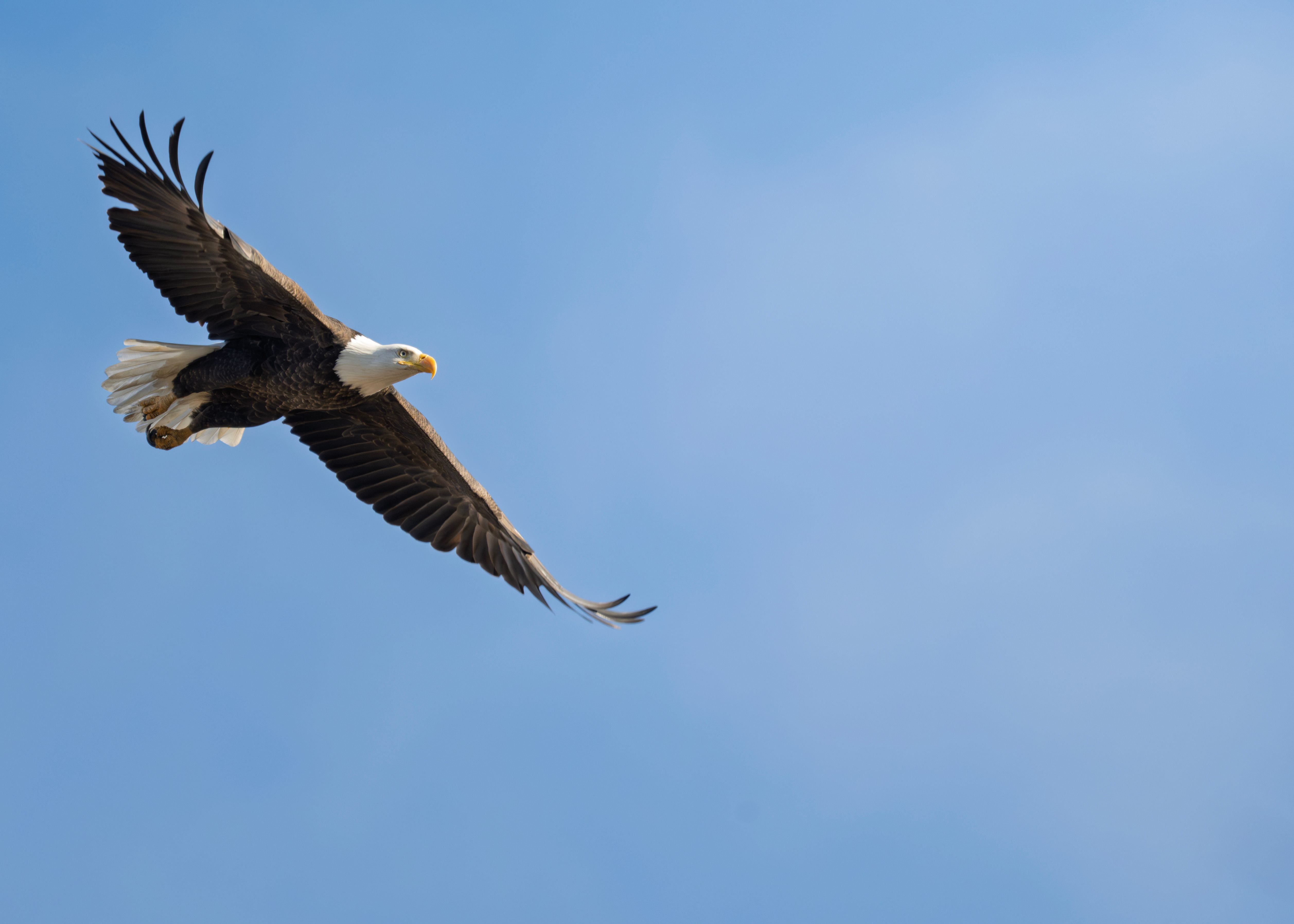 Majestic Bald Eagle Soaring in Clear Sky · Free Stock Photo