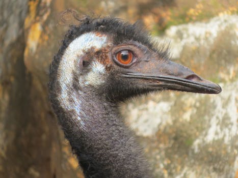 Detailed close-up of an emu's head showcasing its unique features and vibrant eye.
