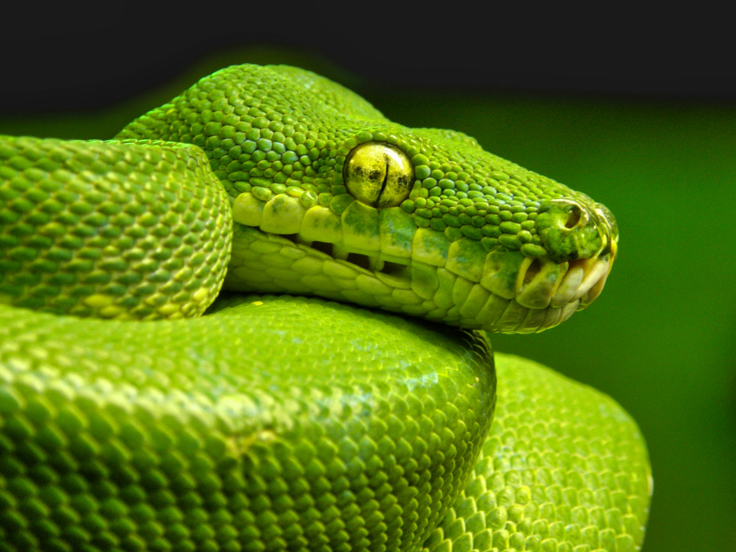 Dean Koontz - Fear Nothing(V2.0)