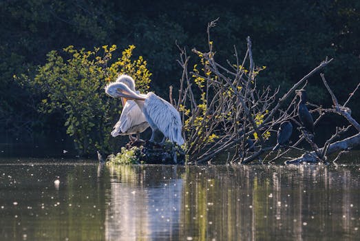 A serene scene of waterbirds resting on a branch in a tranquil lake setting, with sunlight reflecting on the water.