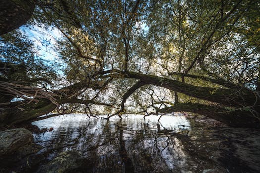 Serene view of large trees arching over a calm riverside, creating a natural canopy on a bright summer day.