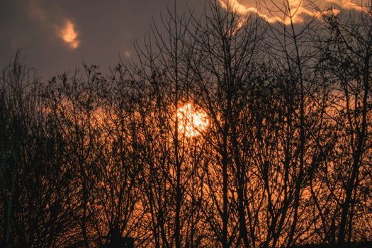 Silhouette of leafless trees with a vibrant orange sunset in the background.
