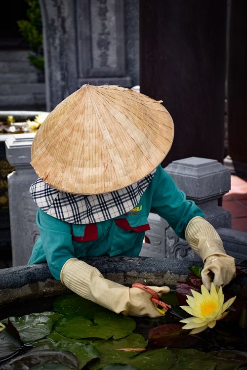 Free A gardener in traditional attire tends to a lotus flower in a Vietnamese temple. Stock Photo